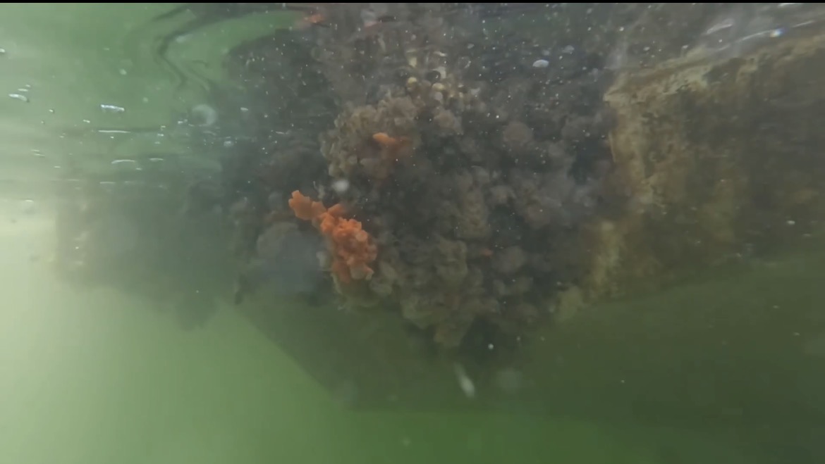 Heavy marine growth and sponge colonies covering a hull below the waterline