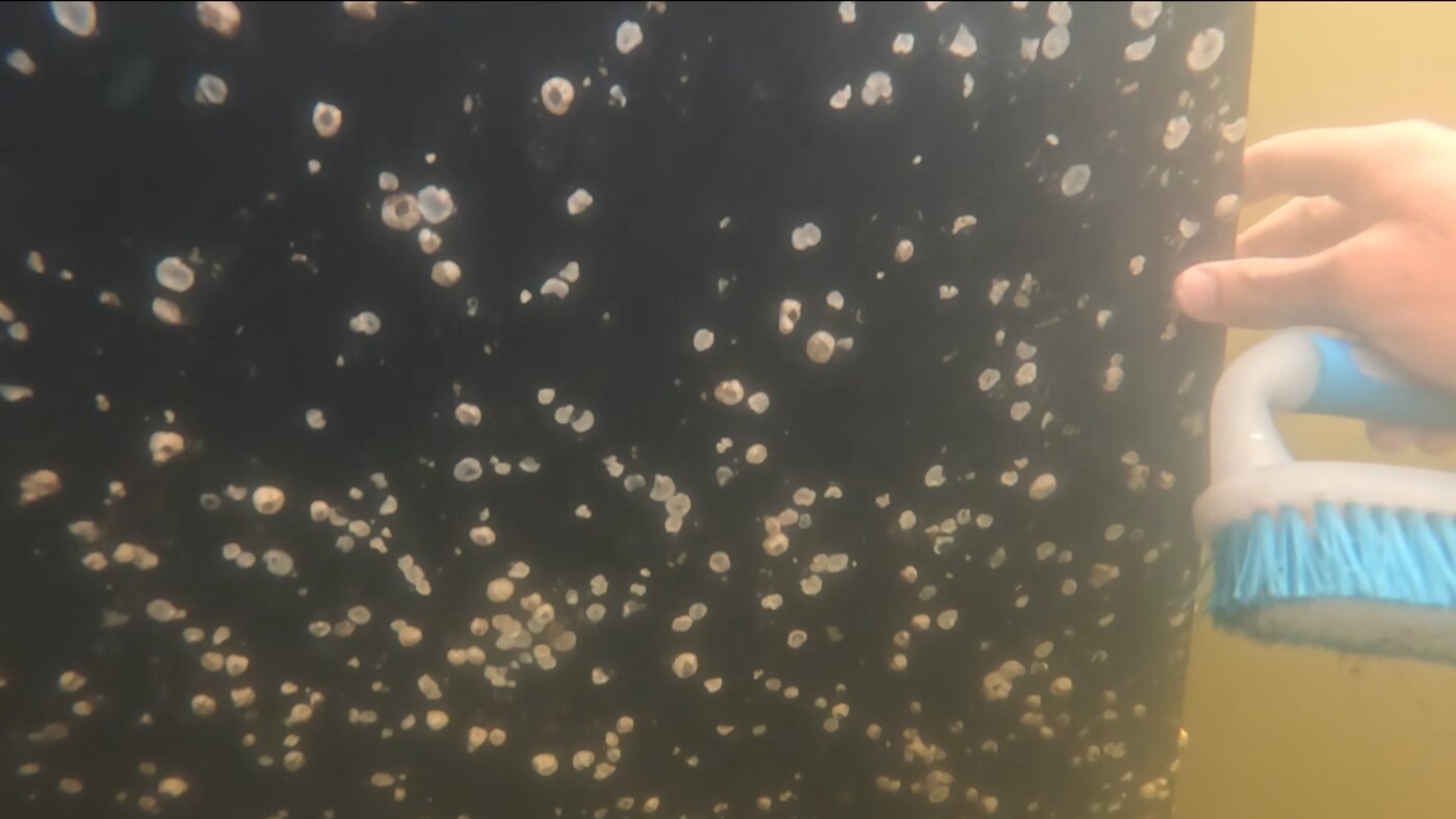 Diver cleaning marine growth from a vessel hull