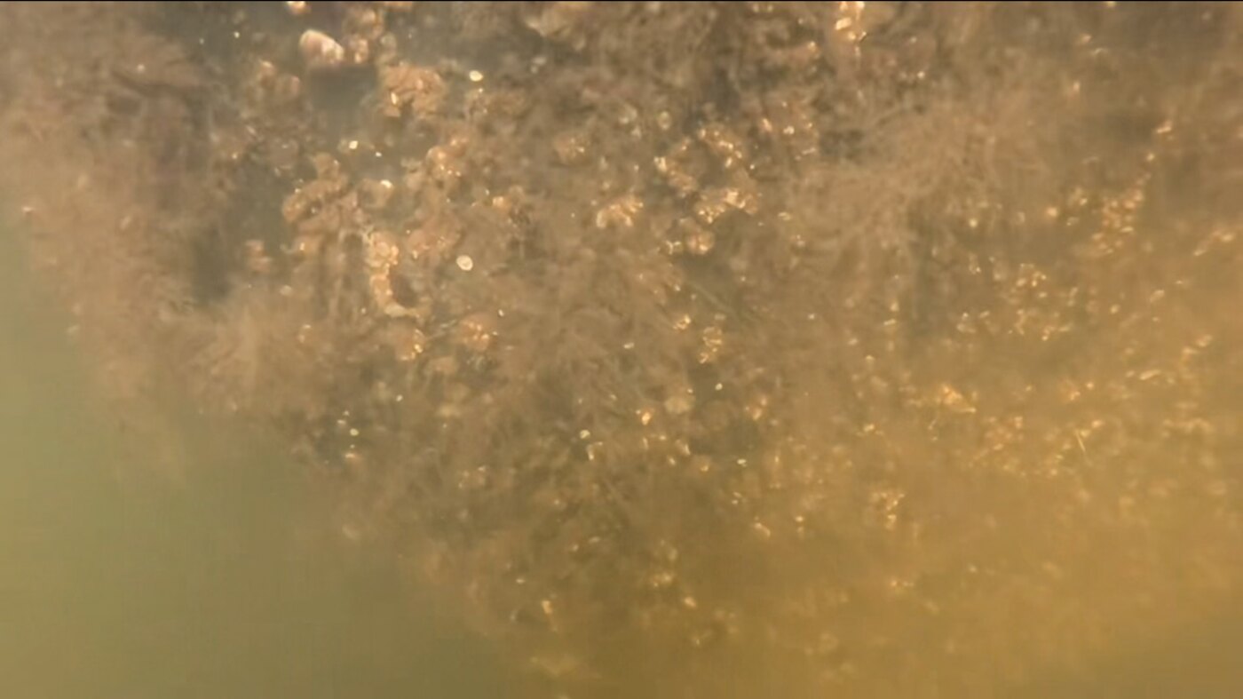 Detailed view of marine growth beneath the waterline