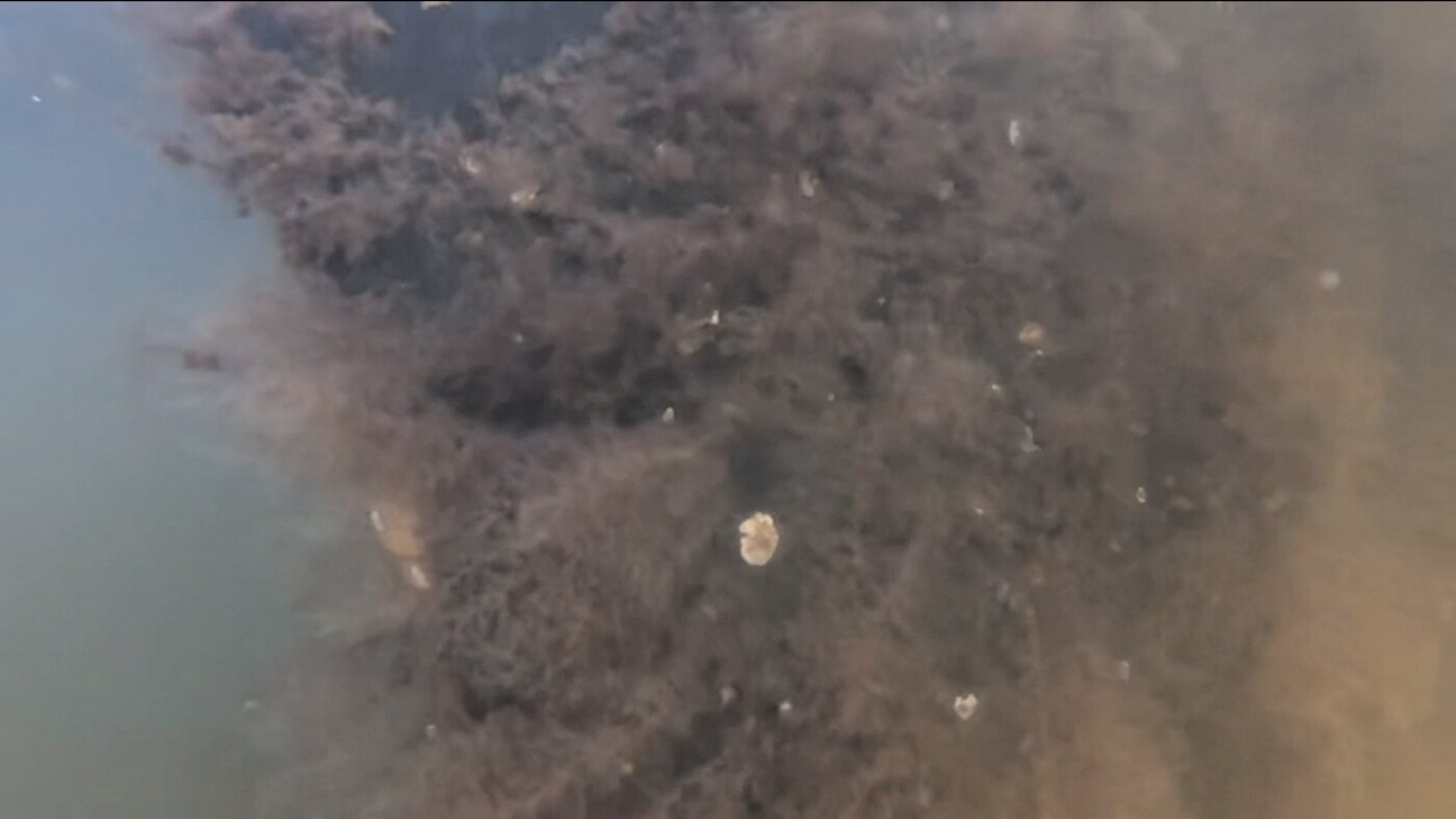 Close underwater inspection of marine growth